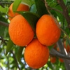Jeu Jigsaw: Oranges en plein ecran