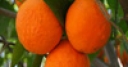 Jeu Jigsaw: Oranges