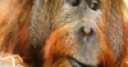 Jeu Jigsaw: Orangutan