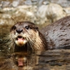 Jeu Jigsaw: Otter en plein ecran