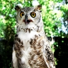 Jeu Jigsaw: Owl en plein ecran