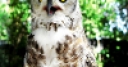 Jeu Jigsaw: Owl