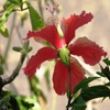 Jeu Jigsaw: Pale Red Flower en plein ecran