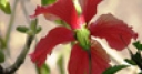 Jeu Jigsaw: Pale Red Flower