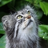 Jeu Jigsaw: Pallas Cat en plein ecran