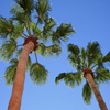Jeu Jigsaw: Palm Trees en plein ecran