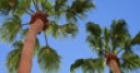 Jeu Jigsaw: Palm Trees