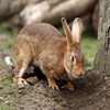 Jeu Jigsaw: Pet Bunny en plein ecran