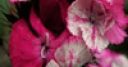 Jeu Jigsaw: Pink And White Flowers