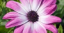 Jeu Jigsaw: Pink Flower
