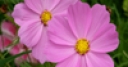 Jeu Jigsaw: Pink Flowers