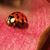 Jeu Jigsaw: Pink Plant Ladybug en plein ecran