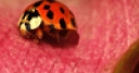 Jeu Jigsaw: Pink Plant Ladybug