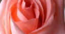 Jeu Jigsaw: Pink Rose