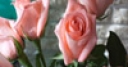 Jeu Jigsaw: Pink Roses