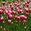 Jeu Jigsaw: Pink Tulips en plein ecran
