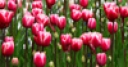 Jeu Jigsaw: Pink Tulips