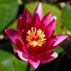 Jeu Jigsaw: Pink Water Lily en plein ecran