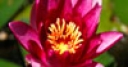 Jeu Jigsaw: Pink Water Lily