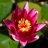 Jigsaw: Pink Water Lily