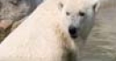 Jeu Jigsaw: Polar Bear 2