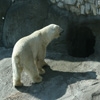 Jeu Jigsaw: Polar Bear 3 en plein ecran