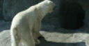 Jeu Jigsaw: Polar Bear 3