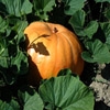 Jeu Jigsaw: Pumpkin Hiding en plein ecran