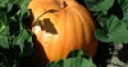 Jeu Jigsaw: Pumpkin Hiding