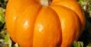 Jeu Jigsaw: Pumpkin