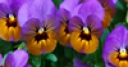 Jeu Jigsaw: Purple Pansies