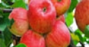 Jeu Jigsaw: Red Apples