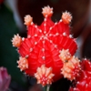 Jeu Jigsaw: Red Cactus en plein ecran