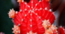Jeu Jigsaw: Red Cactus