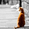 Jeu Jigsaw: Red Cat en plein ecran