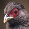 Jeu Jigsaw: Red Eye Bird en plein ecran