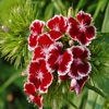 Jeu Jigsaw: Red Flowers en plein ecran