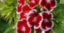 Jeu Jigsaw: Red Flowers