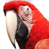 Jeu Jigsaw: Red Macaw en plein ecran