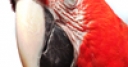 Jeu Jigsaw: Red Macaw