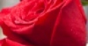 Jeu Jigsaw Red Roses