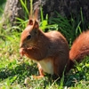 Jeu Jigsaw: Red Squirrel en plein ecran