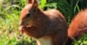 Jeu Jigsaw: Red Squirrel