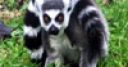 Jeu Jigsaw: Ring Tailed Lemur