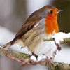Jeu Jigsaw: Robin In Winter en plein ecran