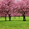 Jeu Jigsaw: Sakura Trees en plein ecran