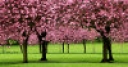 Jeu Jigsaw: Sakura Trees