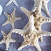 Jeu Jigsaw: Sea Stars en plein ecran