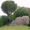 Jeu Jigsaw: Serengeti en plein ecran