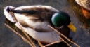 Jeu Jigsaw: Shallow Duck